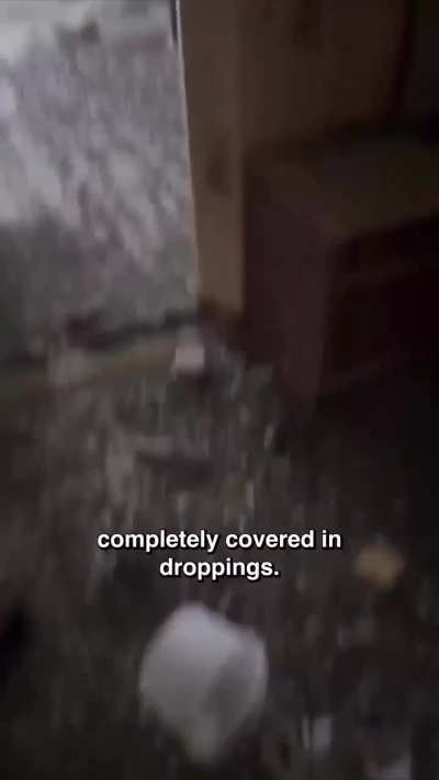 A Russian man returned home after three years away for work and found his apartment had been taken over by pigeons.