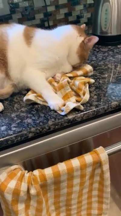 Ok here&rsquo;s some more Oliver- snuggling dish cloths
