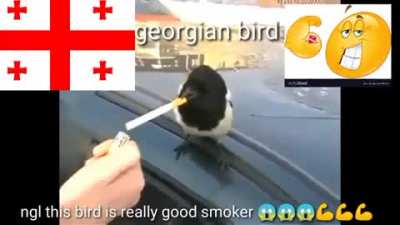 birde 👍