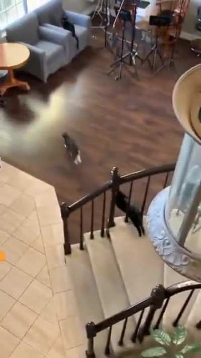 They're fast