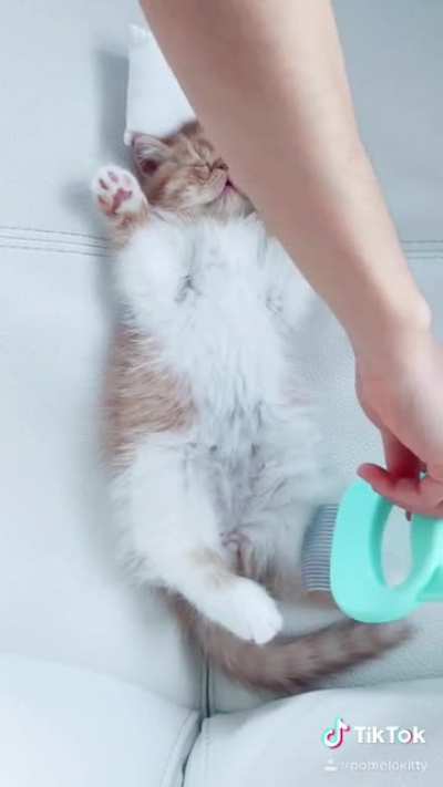 Kitty gets a massage!