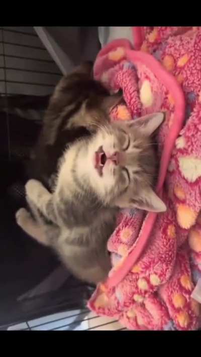 sleeping with a full belly
