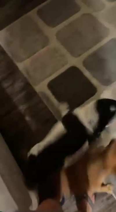 DOGGO SLAM!!!!