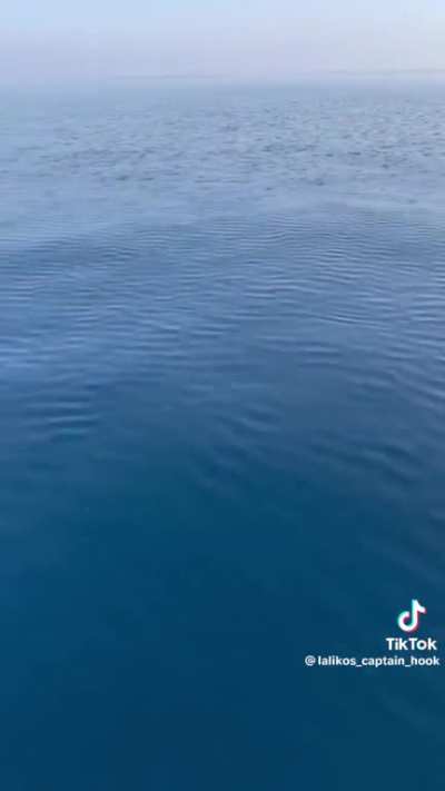 This Bluefin Tuna Feeding 