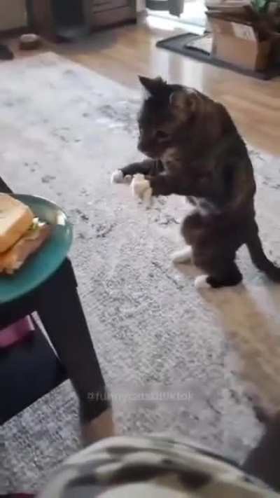 Hermano muere de hambre 🗣🐈&zwj;⬛
