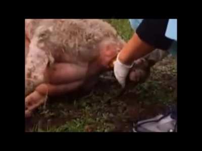 cursed_regret