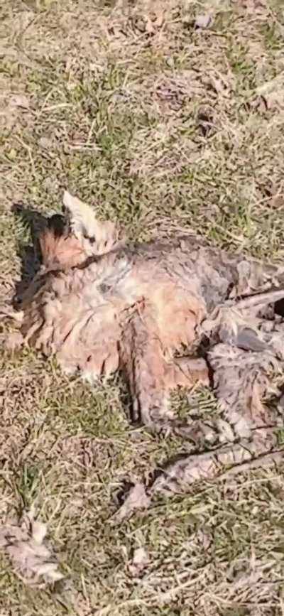 Happened Upon Another Fox on Cook