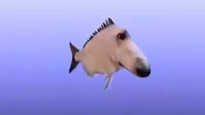 dösh