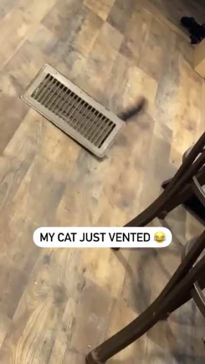 Cat is ejected