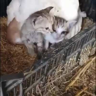 Chicken lays some eggs
