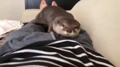 Here is more otter