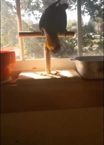 pajaro culiao XD