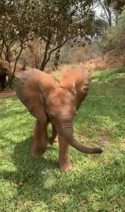 All ears