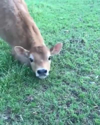 He wants to play!