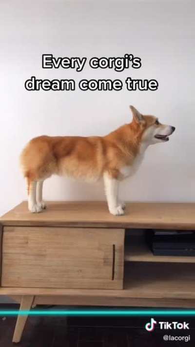 Corgi +