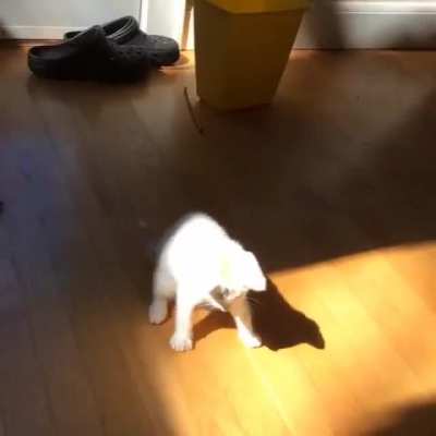 1v1 me sun