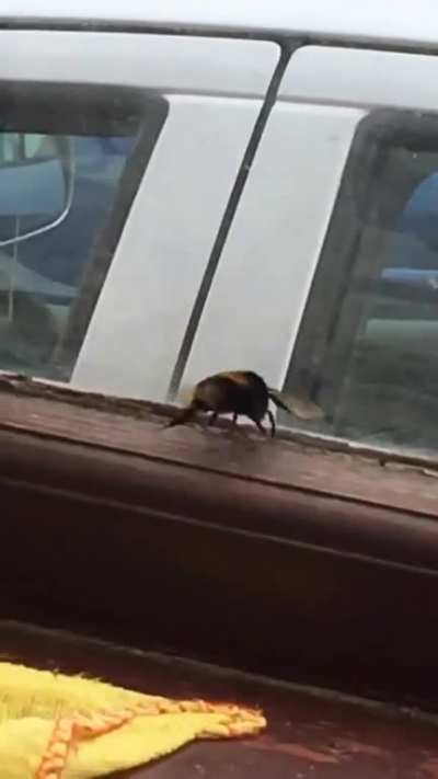 Chungus bee
