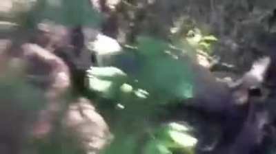 Guy eating maggots (be warned)