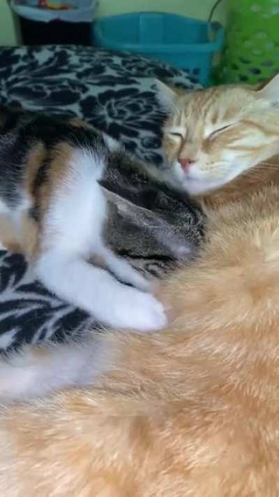 Old video of Cleo and Spyro, when Cleo was 5 months old and Spyro was 5 years old. They&rsquo;re still together to this day
