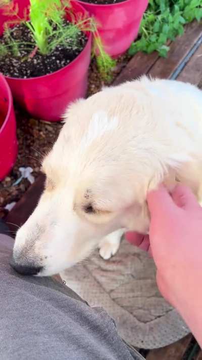 I know she&rsquo;s technically my brothers dog but I really really love her 💕 (meet Georgia)