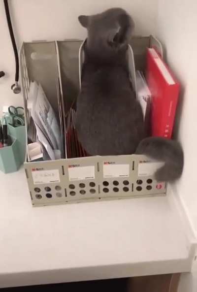 I am liquid, I am vet&rsquo;s files, no cat here to see, walk on by