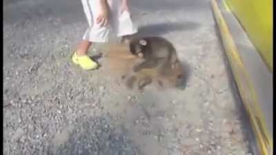 Baby Monkey Riding on a Pig!