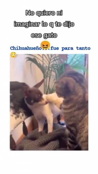 gato capone