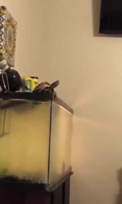 Turtle
