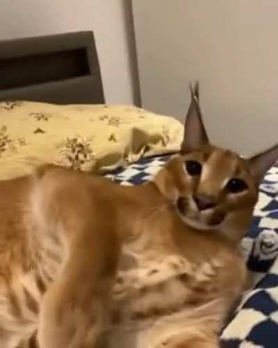 floppa shocked