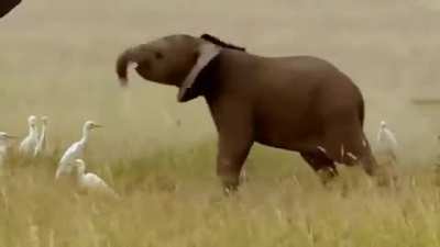 TIL that Baby elephants don't learn to control their trunks until they&rsquo;re about a year old.