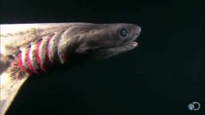 The frilled shark is one of the shark world's most bizarre species
