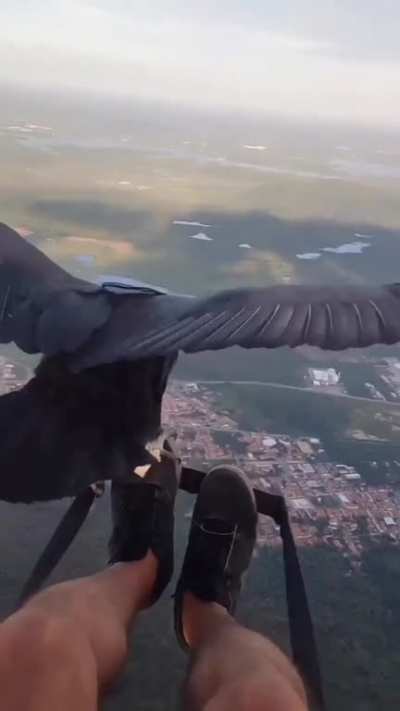🔥 Vulture hitching a Ride