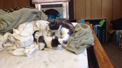 Adorable criminal not cooperating for the authorities
