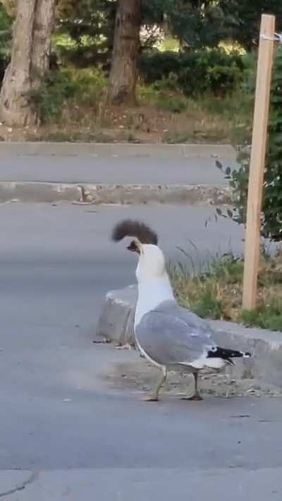 Seagull eats squirrel and flies off