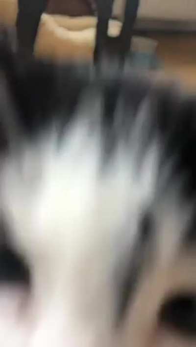get sniffed by my curious baby