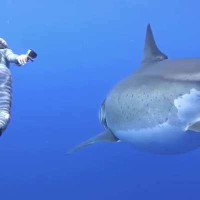 Behold The Great White Shark