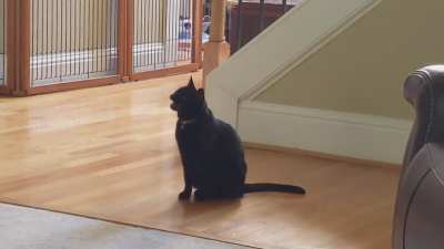 My cat "chitters" and the opening ten notes of Bob's Burgers and NEVER ANYTIME ELSE. She loves this show.