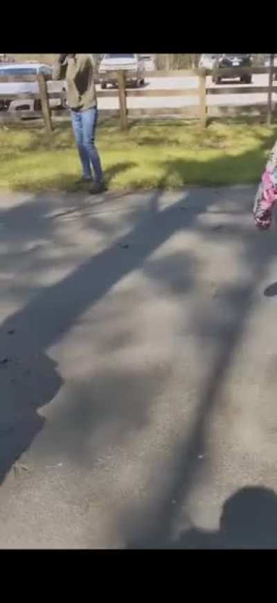 Pitbull attacks carriage horse at Cane Creek Park, NC. March 3rd, 2021