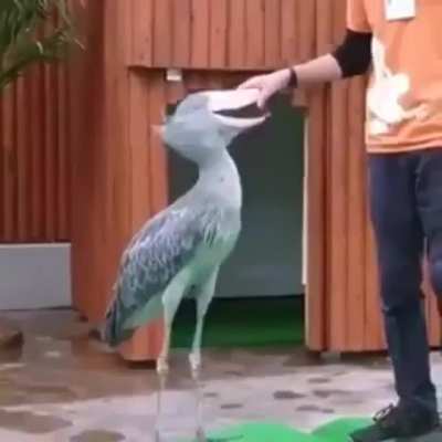 Shoebill stork greeting its favorite keeper