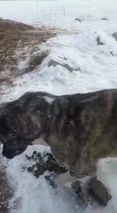 Animals frozen alive -51 °C, kazakhstan