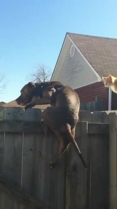 To get the cat