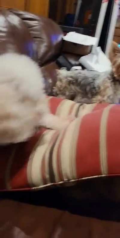 No dogs were harmed in the making of this documentary