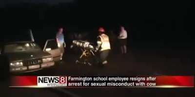 "Two men are in jail, one cow is dead, three cars are totaled. And when we arrived, one man was actively having sex with the cow."