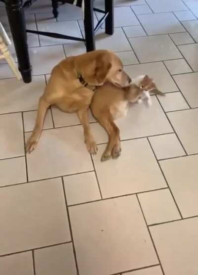 Learning to Behave