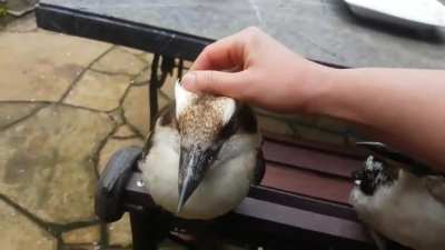 The laughing kookaburra is one of four species of kookaburra native to Australia, and it is a member of the kingfisher subfamily. The bird's "laugh" is used to establish territorial boundaries among family groups. Laughing kookaburras are quite used to pe