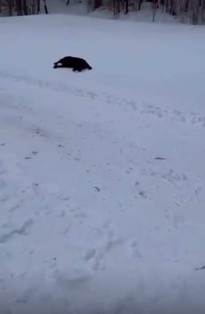 Omg they&rsquo;re so cute just sliding down