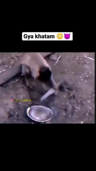 Meme dekh laure