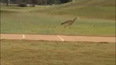 Yes, golf balls bounce on concrete.