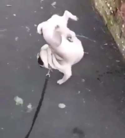 Pug