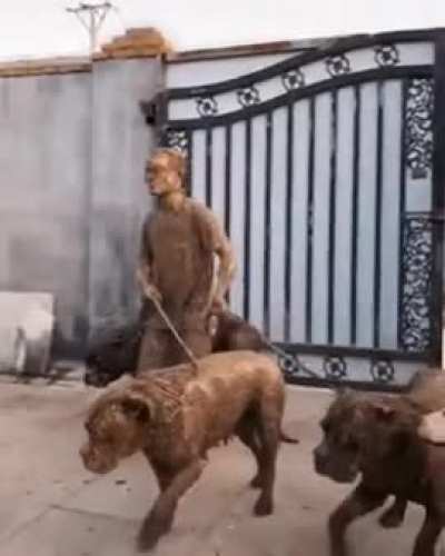 Dogs are fun.